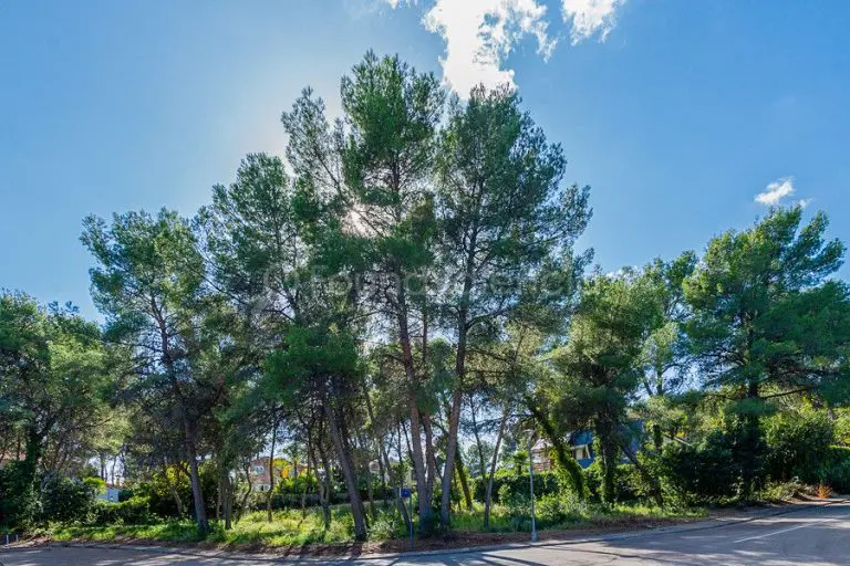 Land Plot in El Bosque (Chiva)