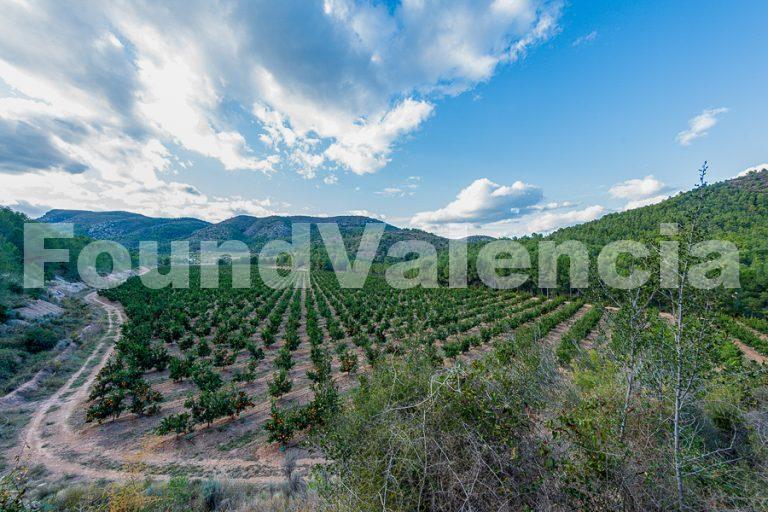 Citrus farm for sale in Castellon