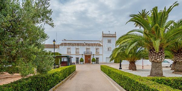 352156-masias-en-venta-en-valencia-espana-1-of-27